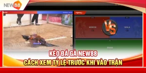 Kèo Đá Gà NEW88 – Cách Xem Tỷ Lệ Trước Khi Vào Trận