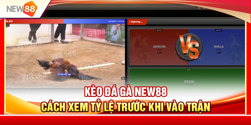 Kèo Đá Gà NEW88 – Cách Xem Tỷ Lệ Trước Khi Vào Trận 1 Kèo Đá Gà NEW88 – Cách Xem Tỷ Lệ Trước Khi Vào Trận