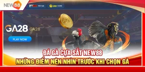 Đá Gà Cựa Sắt NEW88 – Những Điểm Nên Nhìn Trước Khi Chọn Gà