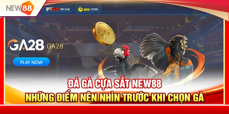 Đá Gà Cựa Sắt NEW88 – Những Điểm Nên Nhìn Trước Khi Chọn Gà 1 Đá Gà Cựa Sắt NEW88 – Những Điểm Nên Nhìn Trước Khi Chọn Gà