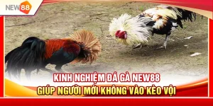 Kinh Nghiệm Đá Gà NEW88 Giúp Người Mới Không Vào Kèo Vội