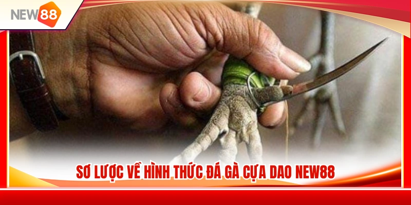 Đá Gà Cựa Dao NEW88 – Lối Chơi Nhanh Và Kinh Nghiệm Theo Kèo 2 Tổng quan về sân chơi đá gà cựa dao NEW88