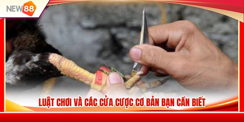 Đá Gà Cựa Dao NEW88 – Lối Chơi Nhanh Và Kinh Nghiệm Theo Kèo 3 Hướng dẫn luật chơi cùng những loại cược phổ biến
