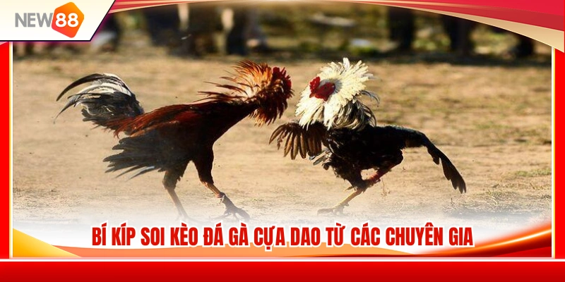 Đá Gà Cựa Dao NEW88 – Lối Chơi Nhanh Và Kinh Nghiệm Theo Kèo 4 Mẹo soi kèo đá gà cựa dao hiệu quả được chuyên gia áp dụng