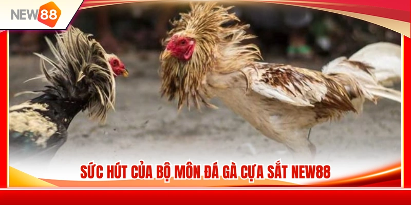 Đá Gà Cựa Sắt NEW88 – Những Điểm Nên Nhìn Trước Khi Chọn Gà 2 Vài điểm hấp dẫn của đá gà cựa sắt NEW88