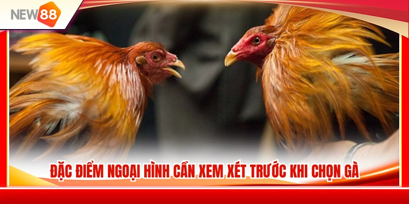 Đá Gà Cựa Sắt NEW88 – Những Điểm Nên Nhìn Trước Khi Chọn Gà 3 Các tiêu chí nhận diện ngoại hình chiến kê tiềm năng