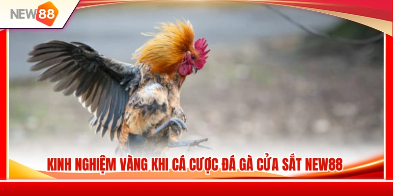 Đá Gà Cựa Sắt NEW88 – Những Điểm Nên Nhìn Trước Khi Chọn Gà 4 Những kinh nghiệm thực chiến giúp nâng cao tỷ lệ dự đoán