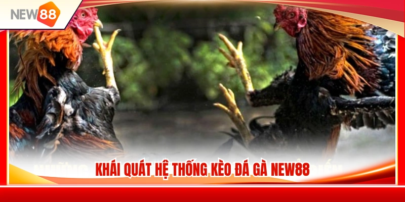 Kèo Đá Gà NEW88 – Cách Xem Tỷ Lệ Trước Khi Vào Trận 2 Khám phá cơ cấu kèo đá gà NEW88
