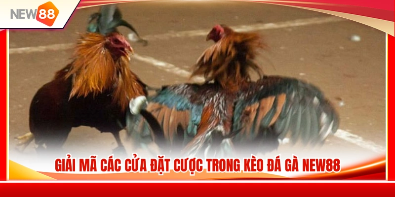 Kèo Đá Gà NEW88 – Cách Xem Tỷ Lệ Trước Khi Vào Trận 3 Phân tích chi tiết các lựa chọn cược