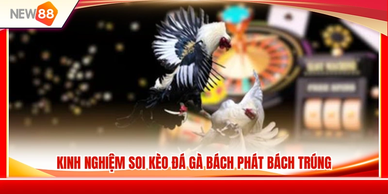 Kèo Đá Gà NEW88 – Cách Xem Tỷ Lệ Trước Khi Vào Trận 4 Tips soi kèo đá gà hiệu quả từ các cao thủ lão luyện
