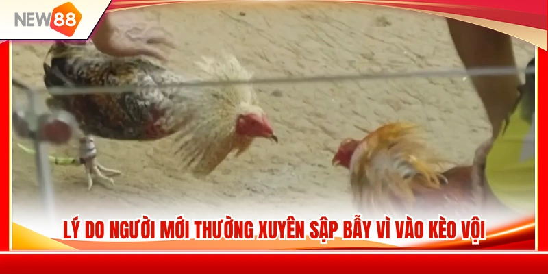 Kinh Nghiệm Đá Gà NEW88 Giúp Người Mới Không Vào Kèo Vội 2 Rủi ro thường gặp khi nóng vội đặt cược trong đá gà NEW88