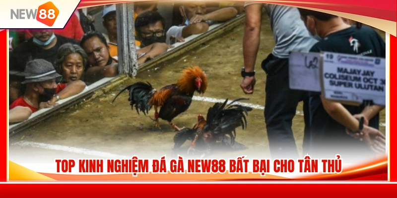 Kinh Nghiệm Đá Gà NEW88 Giúp Người Mới Không Vào Kèo Vội 3 Kinh nghiệm đá gà NEW88 hữu ích dành cho người mới